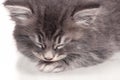 Asleep kitten Royalty Free Stock Photo