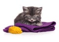 Asleep kitten Royalty Free Stock Photo