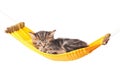 Asleep kitten Royalty Free Stock Photo
