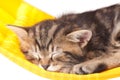 Asleep kitten Royalty Free Stock Photo