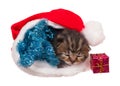 Asleep kitten Royalty Free Stock Photo