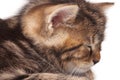 Asleep kitten Royalty Free Stock Photo