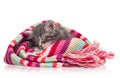 Asleep kitten Royalty Free Stock Photo