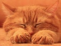 Asleep red cat on an orange background Royalty Free Stock Photo