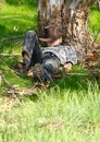 Asleep under a gum tree Royalty Free Stock Photo