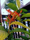 Asoca Flowers indonesian