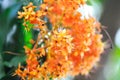 Asoka, Caesalpiniaceae or Saraca indica Linn or Ashoka tree or Saraca asoca or orange flower