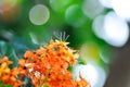 Asoka, Caesalpiniaceae or Saraca indica Linn or Ashoka tree or Saraca asoca or orange flower Royalty Free Stock Photo