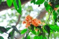 Asoka, Caesalpiniaceae or Saraca indica Linn or Ashoka tree or Saraca asoca or orange flower Royalty Free Stock Photo