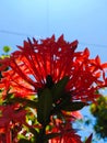 Asoka flower or asoca saraca, a lush flowering ornamental plant