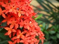 The asoka or sara asoca flower plant has green leaves.