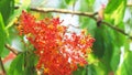 Asoka or Saraca or Sorrowless tree bouquet red flowers moving and blur garden. These flowers are eaten as a phlegm nourishing