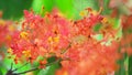 Asoka or Saraca or Sorrowless tree bouquet red flowers moving and blur garden. These flowers are eaten as a phlegm nourishing