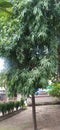 Asoka tree in house garden