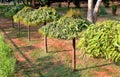 Asoka trees in the park