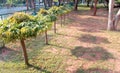 Asoka trees with shadow in the park