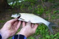 Asp (Aspius aspius) Fish in hand fisherman closeup