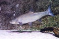 Asp fish, European freshwater fish Royalty Free Stock Photo