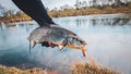 Asp in the hand of a fisherman close-up Royalty Free Stock Photo