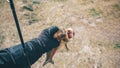 Asp in the hand of a fisherman close-up Royalty Free Stock Photo