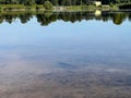 Asp (Leuciscus aspius) in the water near the edge of a pond, looking for small fish Royalty Free Stock Photo