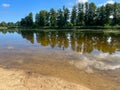 Asp (Leuciscus aspius) in the water near the edge of a pond, looking for small fish Royalty Free Stock Photo