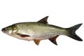 Asp predatory fish Royalty Free Stock Photo