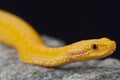 Asp viper, albino / Vipera aspis Royalty Free Stock Photo