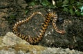 Asp Viper, vipera aspis, Adult, Venomous Snake in France Royalty Free Stock Photo