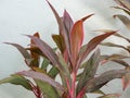 Asparagaceae or Cordyline fruticosa leaves on gray background