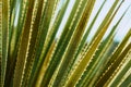 Asparagaceae green plant with spikes wallpaper