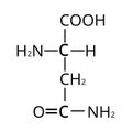 Asparagine is an amino acid. Chemical molecular formula Asparagine is amino acid. Vector illustration on isolated