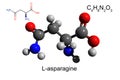 Chemical formula structural formula and 3D ball-and-stick model of L-asparagine