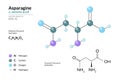 Asparagine. Asn C4H8N2O3. ÃÂ±-Amino Acid. Structural Chemical Formula and Molecule 3d Model. Atoms with Color Coding. Vector