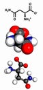 Asparagine L-asparagine, Asn, N amino acid molecule.
