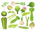 Asparagus, artichoke and celery set. Whole and cut organic, fresh, nutritious, healthy vegetables cartoon vector Royalty Free Stock Photo