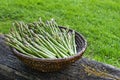 Freshly picked Asparagus in to basket Royalty Free Stock Photo