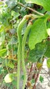 Asparagus Bean in bangladeshi garden