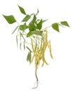 Asparagus bean bush with leaves