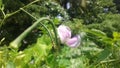 Asparagus Bean flower