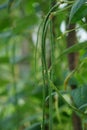 The asparagus bean (Vigna unguiculata, long-podded cowpea, snake bean, bodi, bora) on the tree