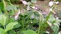 Bora asparagus bean green bean flowers and fruits