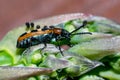 An asparagus beetle on asparagus spear tip Royalty Free Stock Photo