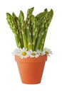 Asparagus Bundle in a Plant Pot