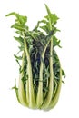 asparagus chicory isolated on white Royalty Free Stock Photo