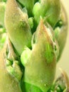 Asparagus Close-up