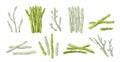 Asparagus collection. Organic whole stalk cultivated and uncooked food, asparagus crop stick with leaves and buds for