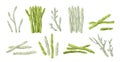 Asparagus collection. Organic whole stalk cultivated and uncooked food, asparagus crop stick with leaves and buds for cooking.
