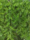 Asparagus Densiflorus fern, sprengeri group plant, green foliage texture