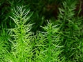 Asparagus Densiflorus Sprengeri or Sprengeri Asparagus Fern Royalty Free Stock Photo